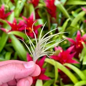 Tillandsia bandensis