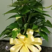 Pothos Pole Vine