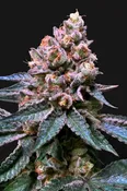 BLACK APPLE HITCHCOCK: FEM (by T.H. Seeds™)