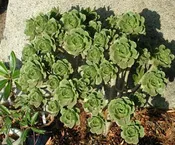 AEONIUM BALSAMIFERUM