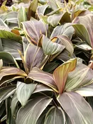 Mocha Latte Hawaiian Ti Plant (cordyline)