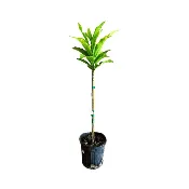 Abiu, Caimito Amarillo, Tree
