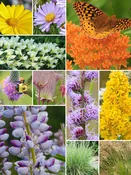 32 Plant Low-Growing Garden for Dry Soils
