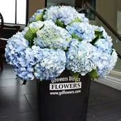 Blue Hydrangea Box