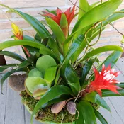 Bromeliad planter