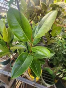 6″ Ficus Elastica Shivereana