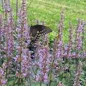Agastache 'Purple Haze' (Hyssop)