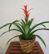 BROMELIAD