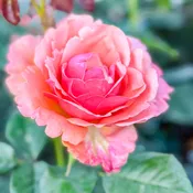 Anna's Promise® Potted Rose Bush