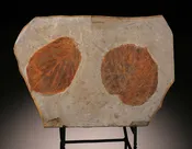 Fossil Leaf Plate (with stand)