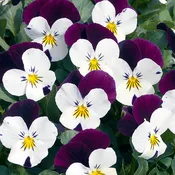 Penny Viola White Jump-Up Violet Seeds