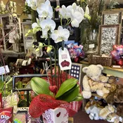 DOUBLE STEM VALENTINE DRESSED PHALAENOPSIS ORCHID PLANT