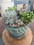living succulent garden delivered san diego — Thistle Floral