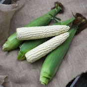 3572 VX F1 Untreated Corn Seeds