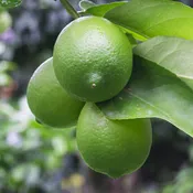 Bearss Lime Tree