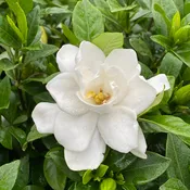 PILLOW TALK® Gardenia | Proven Winners®
