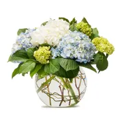 Mighty Hydrangea TMF13-204