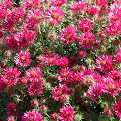 ‘Alma Potschke’ New England Aster