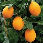 Improved Meyer Lemon Tree