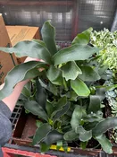 10" Fern Staghorn