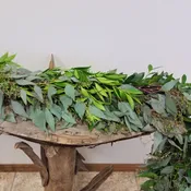 Eucalyptus & Nagi