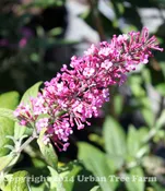 Buddleja davidii ‘Pink Charm’