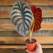Alocasia Red Secret
