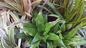 3 Plant Dracaena Collection