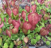 Epimedium x versicolor 'Strawberry Blush', Barrenwort