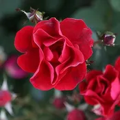 3G ROSA  MIRACLE ON THE Hudson Watercolor PT (Shrub Rose) 1008322