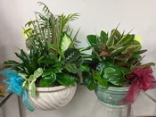 Dish Gardens