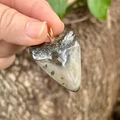 1 9/16” Megalodon Tooth Pendant- STFP50
