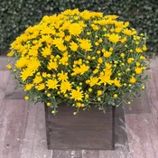 MUM PLANTER