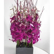 Orchid Blossom