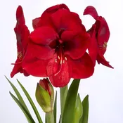 Carmen Jumbo Bulb