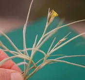 Tillandsia crocata 'Copper Penny'