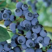 Bluecrop Blueberry