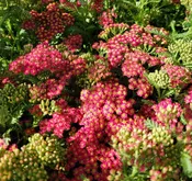 Achillea millefolium ‘New Vintage Red’