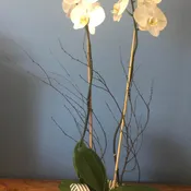 Double Spike Phalaenopsis Orchid in Ceramic Cache Pot