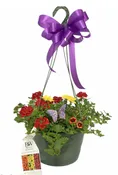 ANNUAL HANGING BASKET
