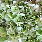 Green Antique Hydrangeas