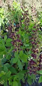 Baptisia ‘Dark Chocolate’