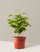 Arabica Coffee Plant