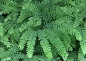 Adiantum pedatum- Northern Maidenhair Fern