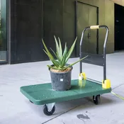 Aloe 'Hercules'