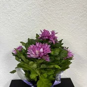 Lavender Mum plant 4 1/2”