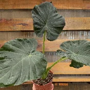 Alocasia Regal Shields