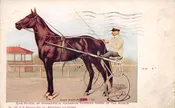 Minneapolis Minnesota Dan Patch Champion Harness Horse Racing Postcard AA104264