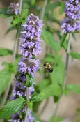 Downy wood mint