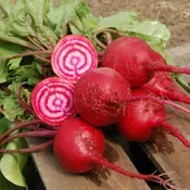 Beta vulgaris ‘Guardsmark Chioggia’ Heirloom Beet